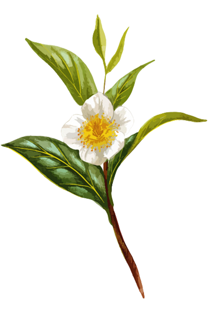 Camellia