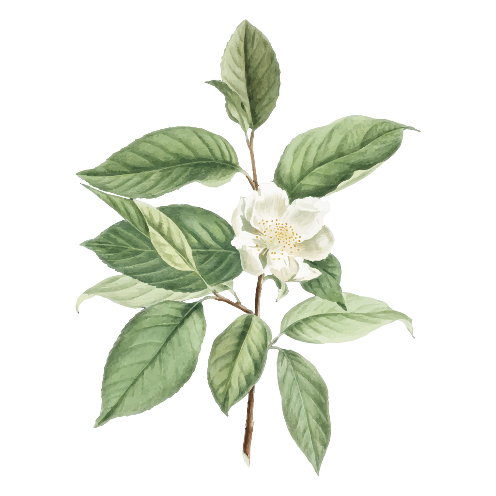 Tavola